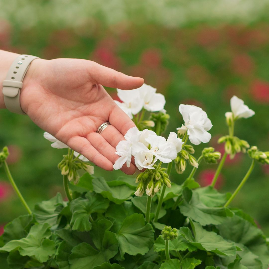 Geranium – Calliope Large White – 10″ Patio Pot